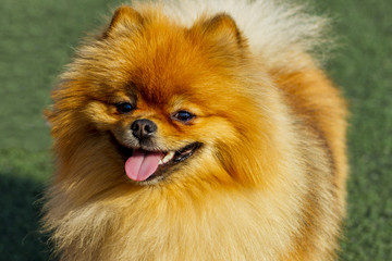 A laughing Spitz is a good symbol of the year of an earthen dog.