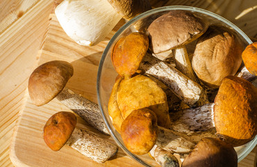 different edible mushrooms