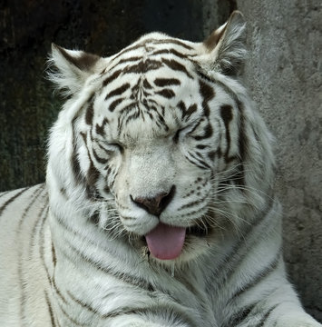 White tiger. Latin name -Panthera tigris tigris (var. alba)