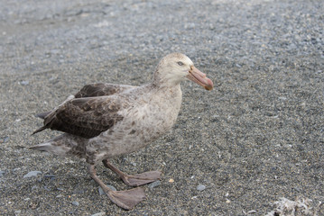 Giant petrel