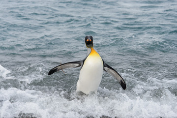 King penguin going from sea