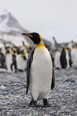 Fototapeta premium King penguin