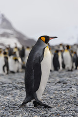 Fototapeta premium King penguin