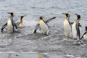 Fototapeta na wymiar King penguins going from sea