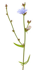 Cichorium flower