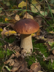 Boletus edulis mushroom