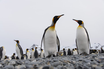 Fototapeta premium King penguins