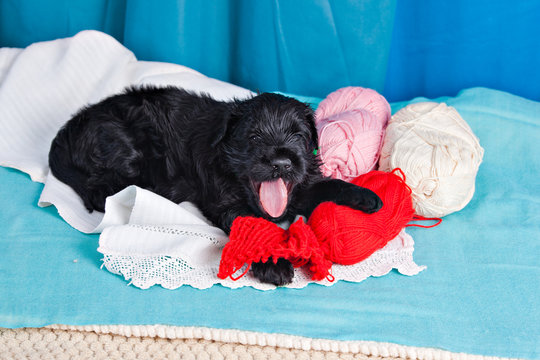 Black Russian Terrier puppy  dissolve the knitting