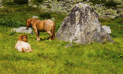 Beautiful landscape with wild horses in the mountain