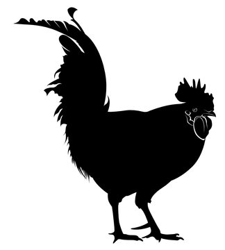 silhouette of the cock on white background