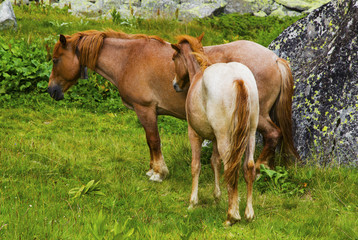 Beautiful landscape with wild horses in the mountain