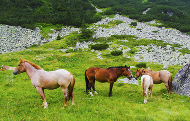 Beautiful landscape with wild horses in the mountain