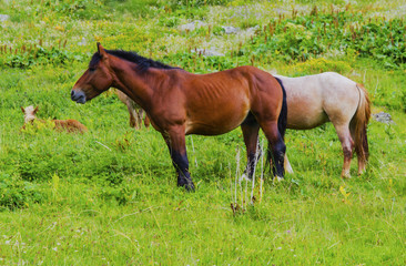 Fototapeta premium Beautiful landscape with wild horses in the mountain