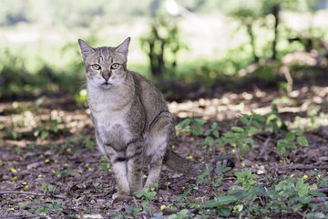Thailand cat feces on the ground.