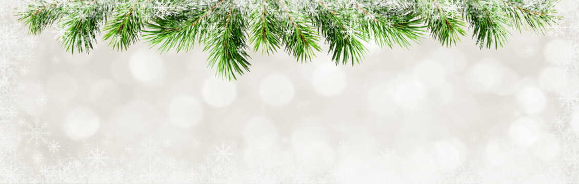 Christmas background with green pine twigs and snowflakes