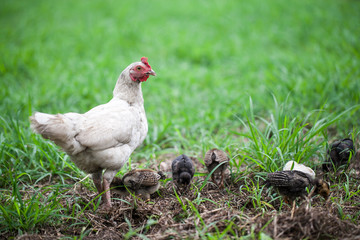 Hen and chickens on green grass
