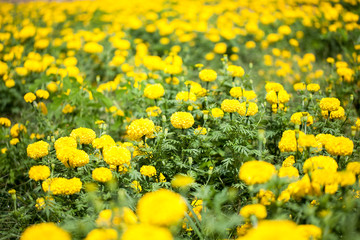 Beautiful Marigold flowers