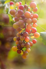 Ripe grapes in fall Ripe grapes growing at wine fields