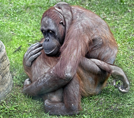 Bornean orangutan. Latin name - Pongo pygmaeus abelii
