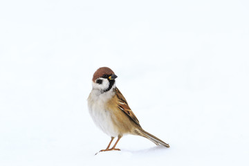 sparrow with an interesting look is in the snow