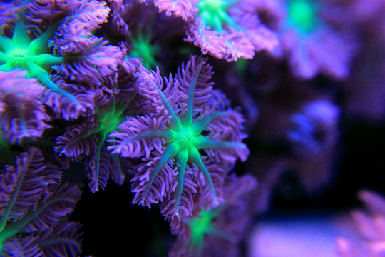 Clavularia glove polyps colony coral 