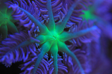 Clavularia glove polyps colony coral 