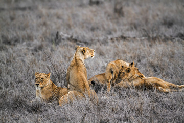 African lion in Kruger National park, South Africa
