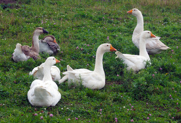 goose