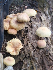 A lush greenery of watery clay in the village

