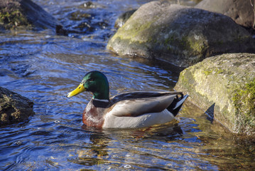 Wild duck, morning swim