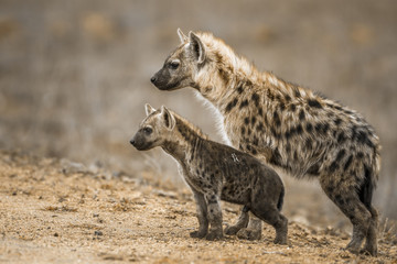 Spotted hyaena in Kruger National park, South Africa