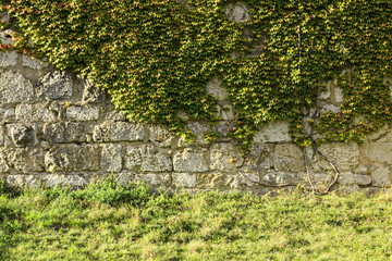 Castle walls with Boston Ivy (Parthenocissus tricuspidata)
