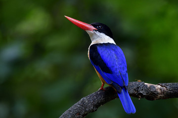Beautiful blue bird, Black-capped Kingfisher brown body with white throat black head and red bills perching on a branch in nature in low lighting condition showing its fine back wings feathers