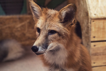 Beautiful red fox closeup portrait