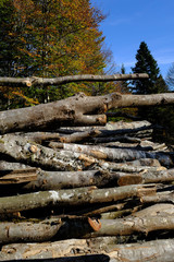 exploitation forestière, arbres coupés