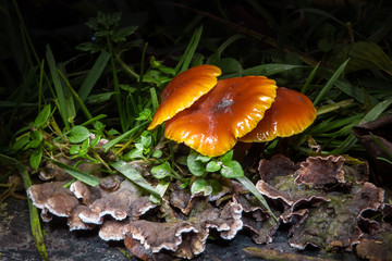Mushrooms in the autumn garden, nature in forest
