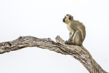 Vervet monkey in Kruger National park, South Africa