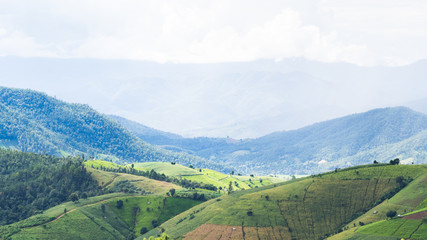 Rice fields on terraced