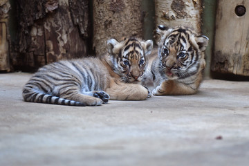 Malayan tiger cubs