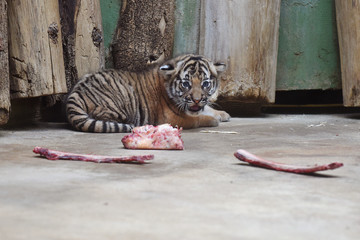 Fototapeta premium Malayan tiger cub