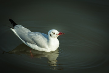 A seagull.