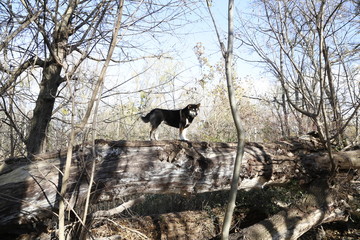 Shiba Inu walk in autum
