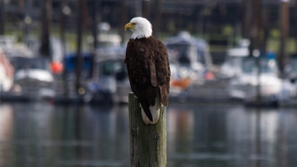 Marina Eagle