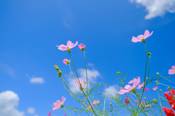 Obraz na płótnie Canvas Pink flowers in field.