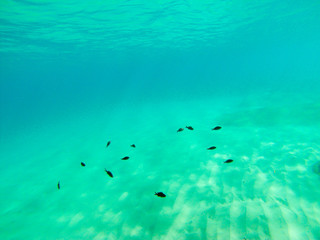 Bottom of clear blueSicilian sea