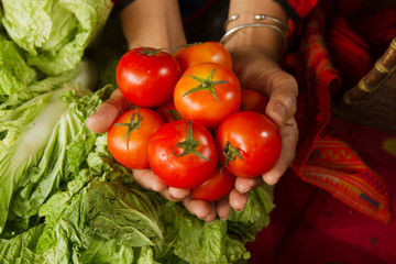 Woman of Karen hill tribe holding fresh tomatoes that just harvested from her organic farm
