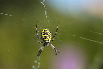 Araignée sur sa toile