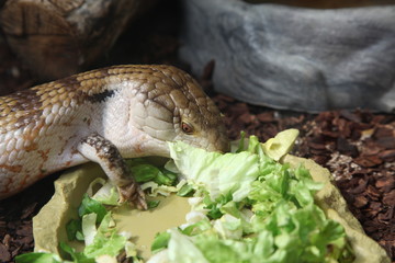 gekko mangeant de la salade