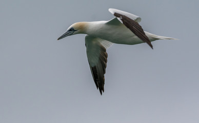 Northern Gannet