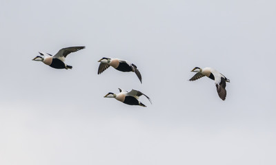 common eider